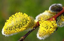 Luftreiniger helfen bei Pollen Allergie