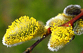 Luftreiniger helfen bei Pollen Allergie